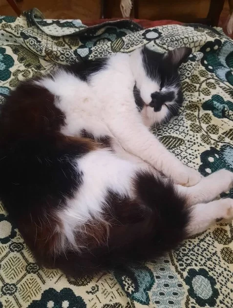 Стрижка котів і собак “Грумер”, Алтайська вулиця, 18, Кам’янське