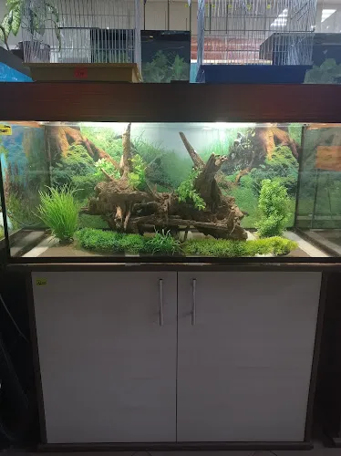 КАКАДУ, вулиця Шевченка, 6, Шостка